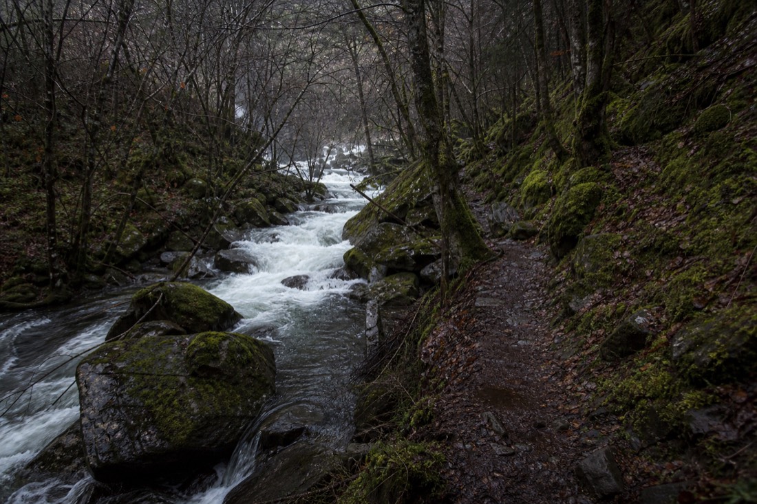 Wet forest path with moss-covered rocks and a stream running high alongside