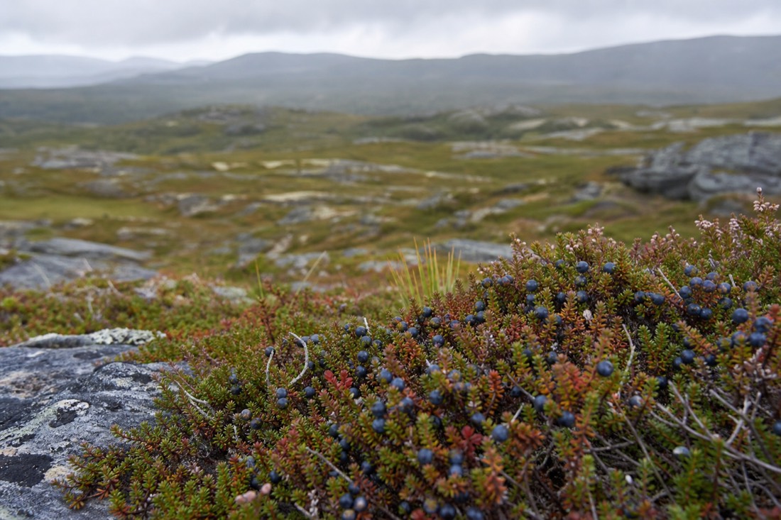 Wild berries growing low among heather and rock on an open Norwegian hillside