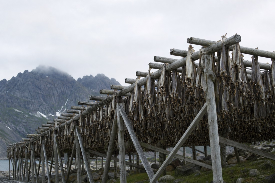 Wooden drying racks hung with fish against a grey Arctic sky and mountains