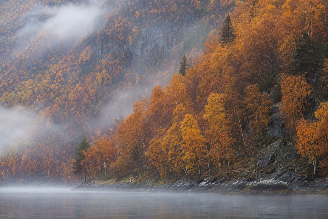 Autumn birch forest in orange and yellow above a still fjord with low morning mist