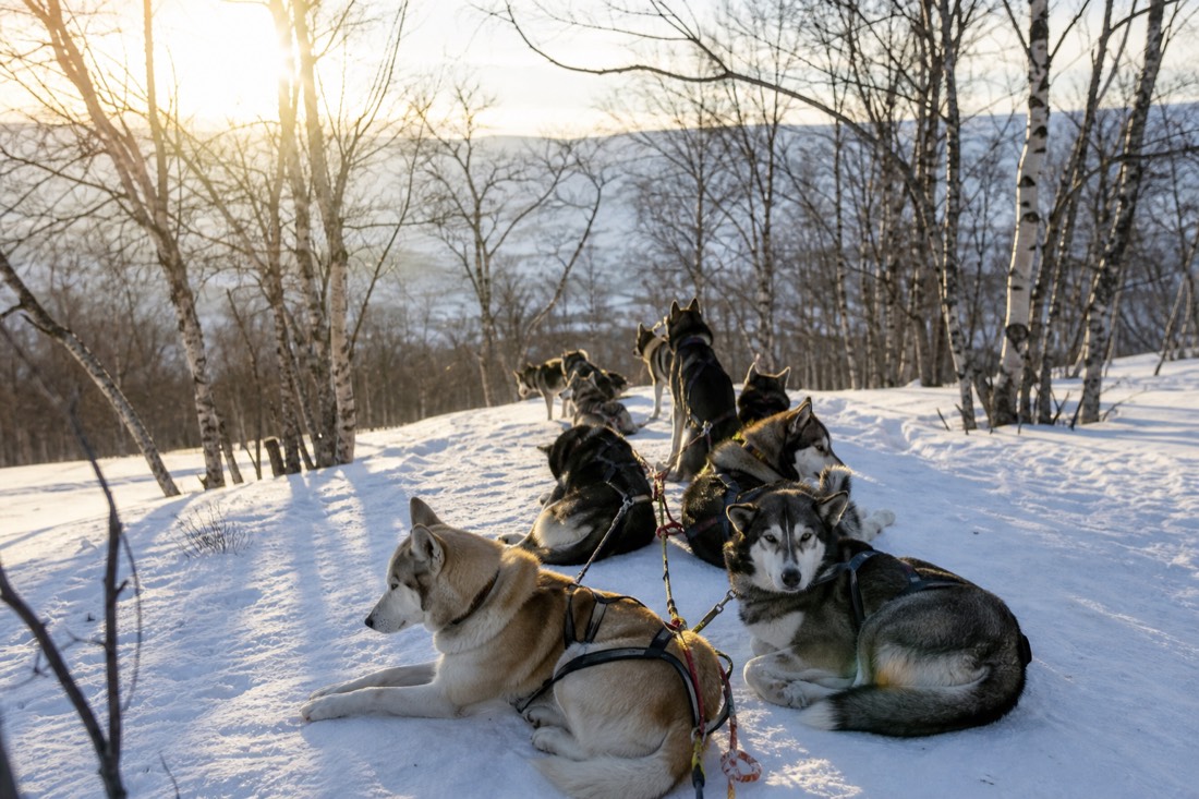 Husky team resting in harness on a snowy trail with low winter sun through bare birch trees