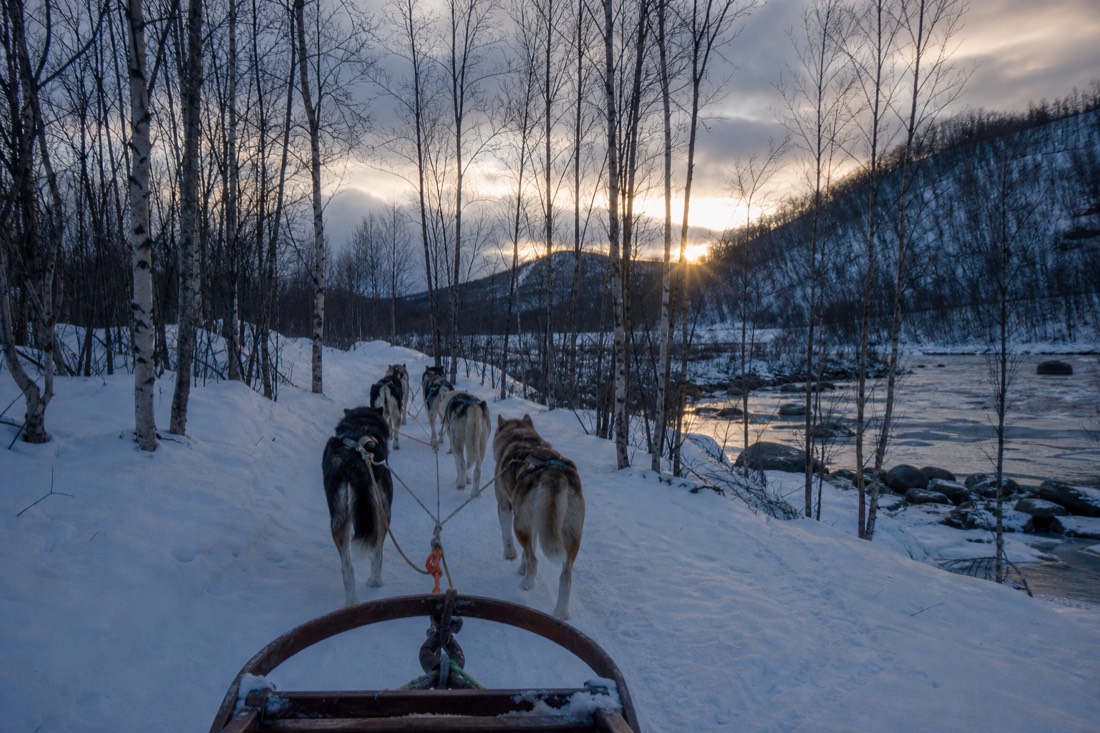 Team of huskies pulling a sled along a snowy trail between birch trees at dusk