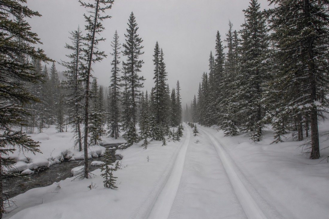 Twin classic cross-country tracks running through a silent snow-covered spruce forest under flat grey light