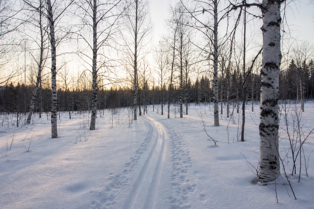Groomed cross-country ski tracks running through open snow-covered birch forest